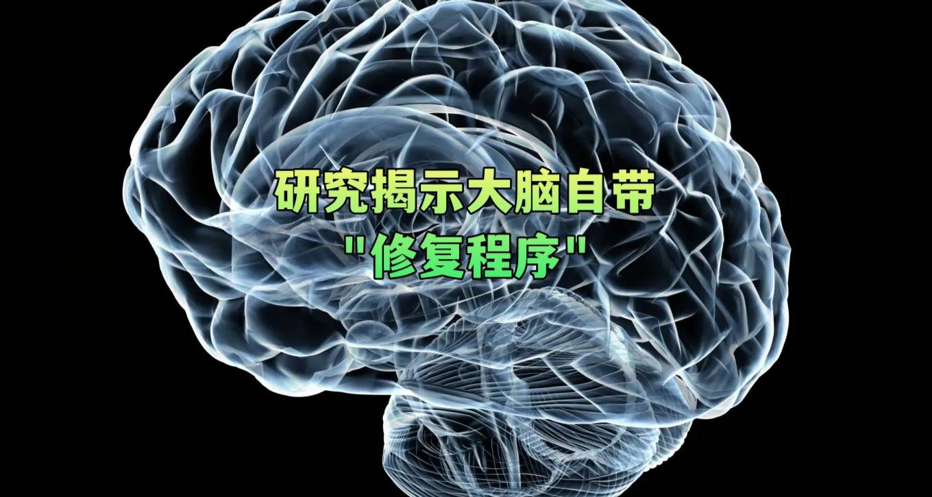 研究揭示大脑自带“修复程序”