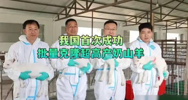 我国首次成功批量克隆超高产奶山羊