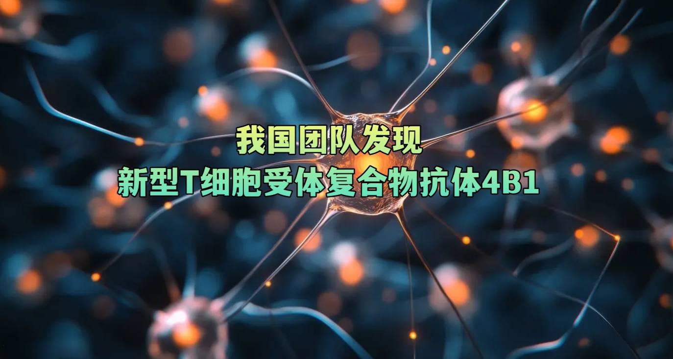 我国团队发现新型T细胞受体复合物抗体4B1