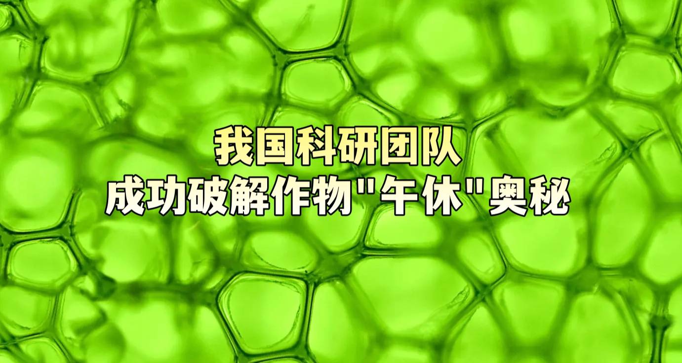 我国科研团队成功破解作物“午休”奥秘