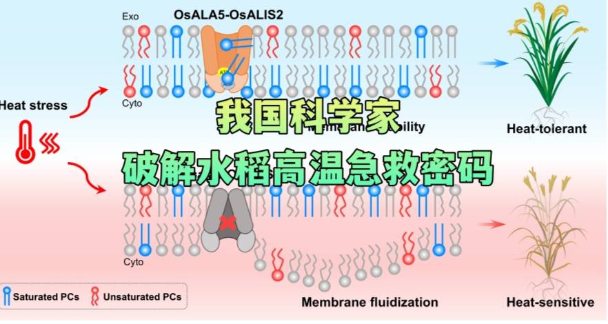 我国科学家破解水稻高温急救密码