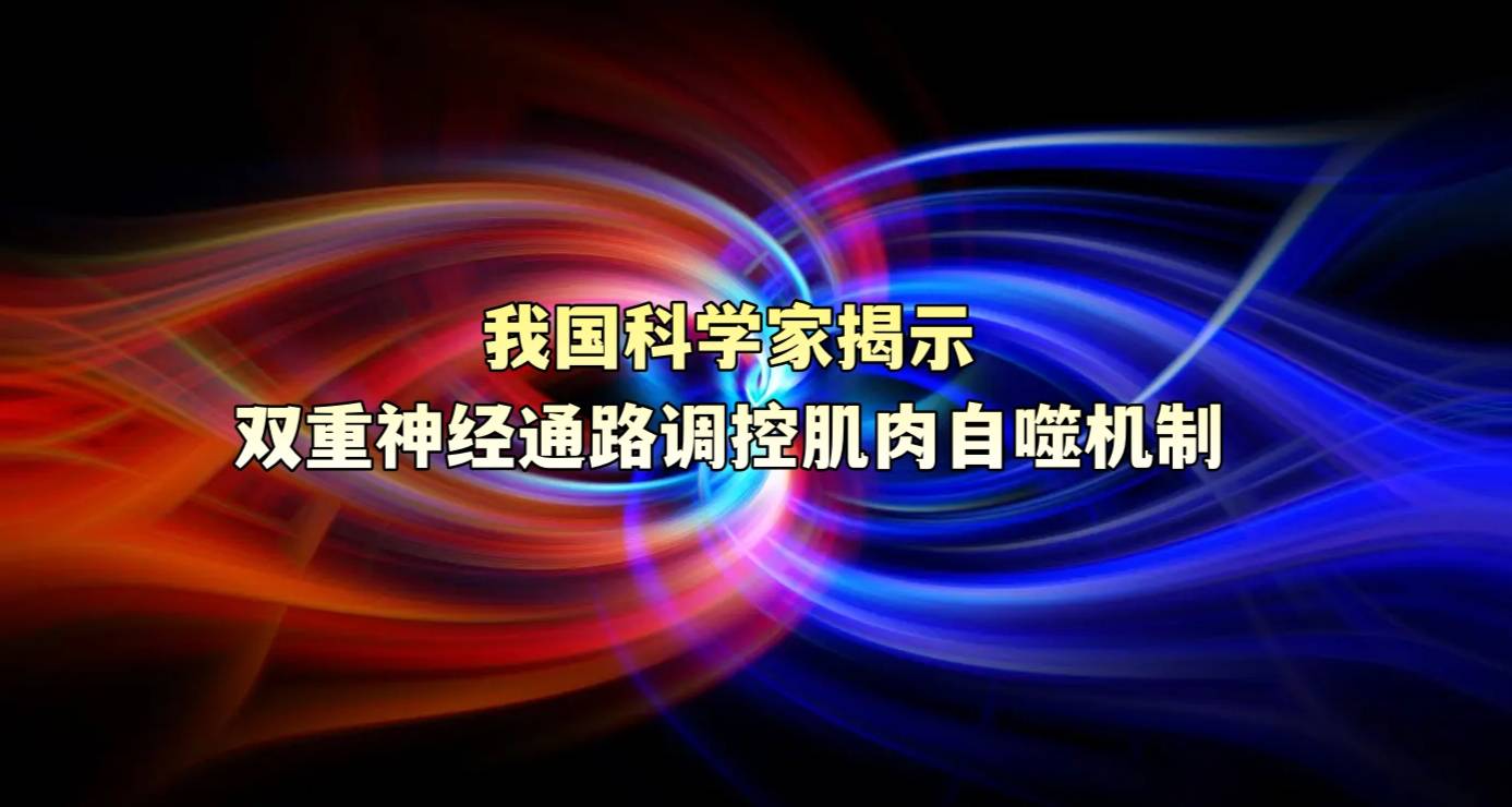 我国科学家揭示双重神经通路调控肌肉自噬机制