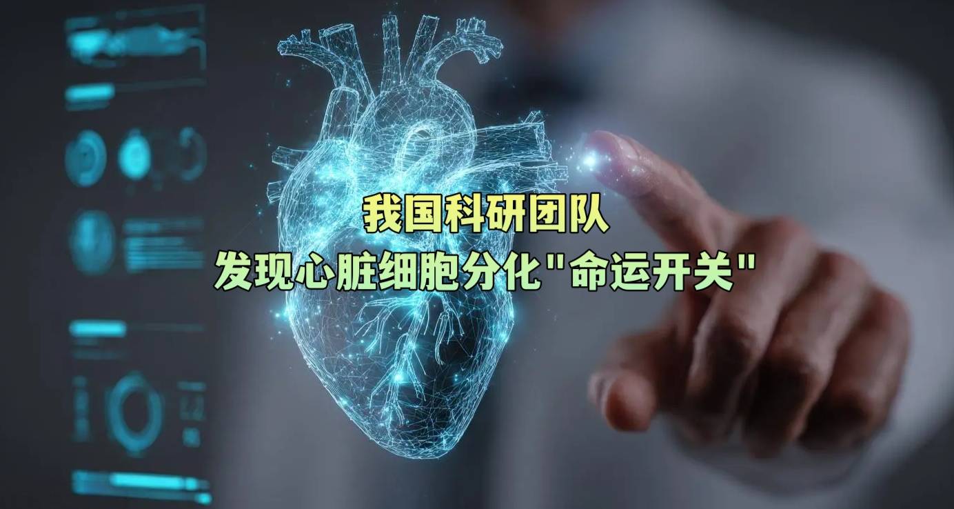 我国科研团队发现心脏细胞分化“命运开关”
