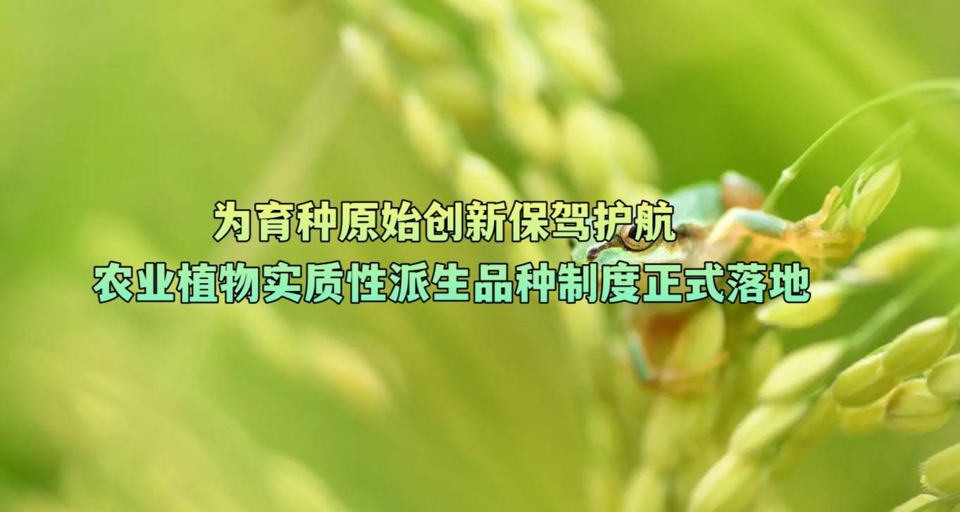 为育种原始创新保驾护航 ——农业植物实质性派生品种制度正式落地