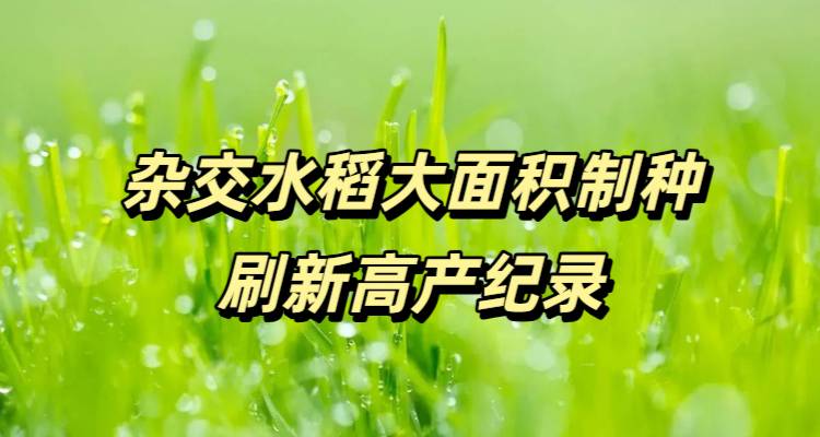 杂交水稻大面积制种刷新高产纪录