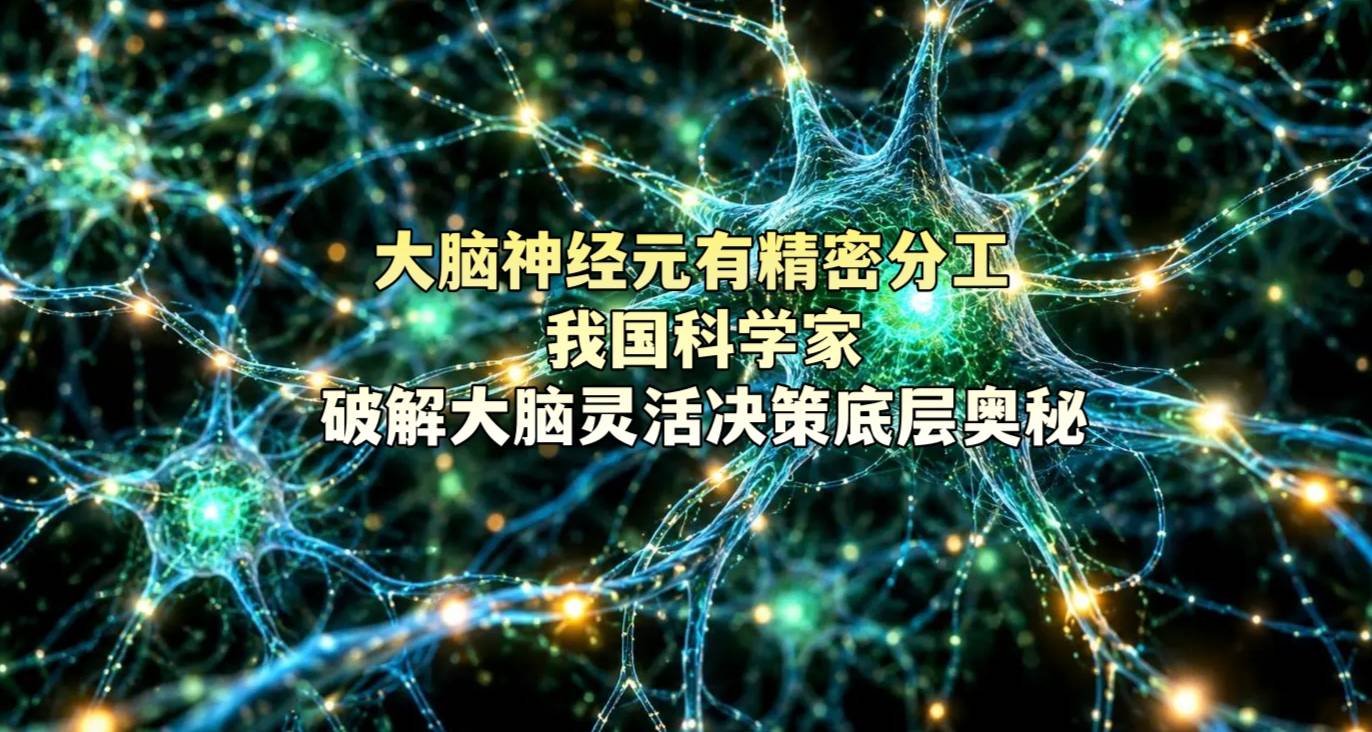 大脑神经元有精密分工 我国科学家破解大脑灵活决策底层奥秘