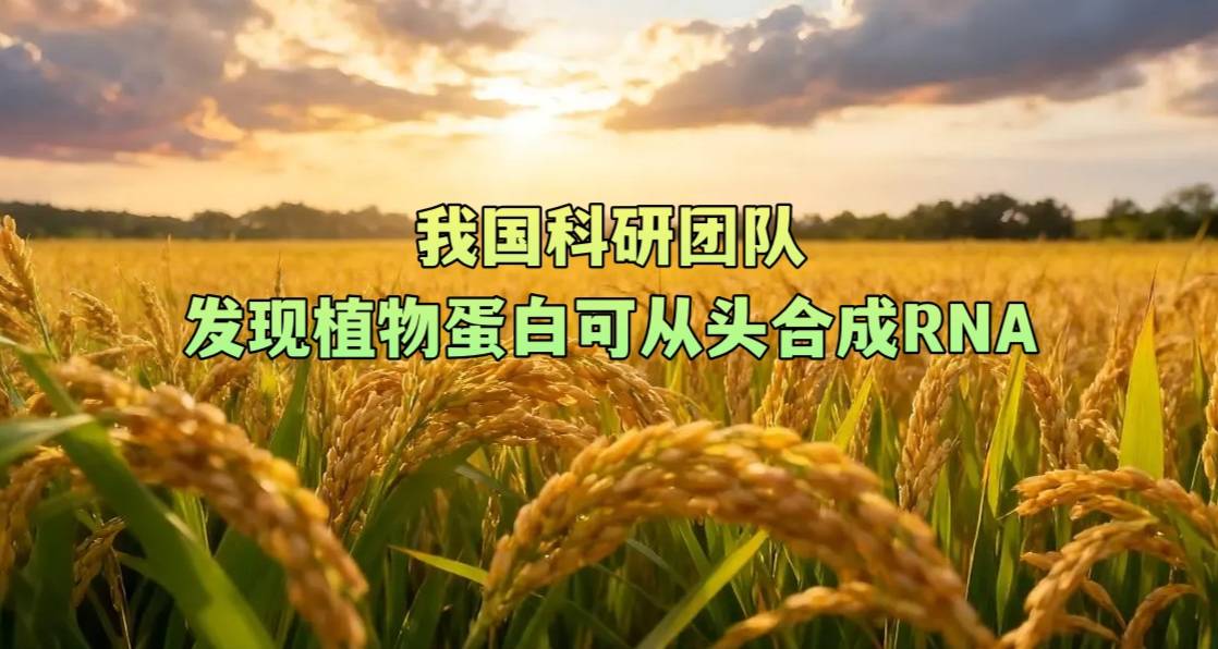 我国科研团队发现植物蛋白可从头合成RNA