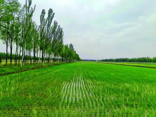 优种子 打造高品质“米袋子”基地.jpg